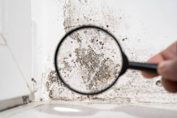 Best Air Quality Testing for Mold Spores  in Braddock, VA